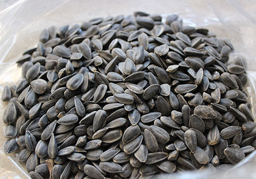 sunflower-sprouts-black-oil-sunflower-seeds