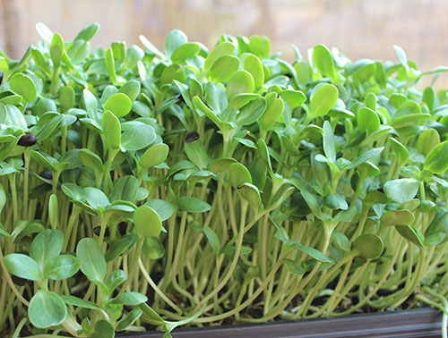 sunflower-sprouts-greens