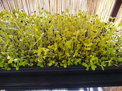 sunflower-sprouts-growing-removing-lid