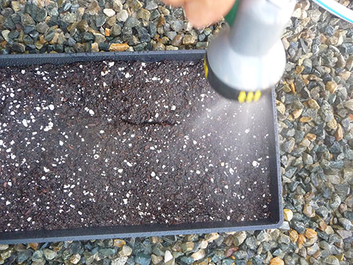 sunflower-sprouts-spraying-the-soil