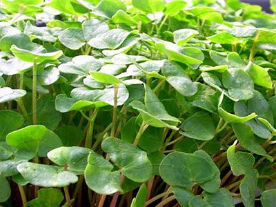 super-sprouts-growing-buckwheat-sprouts super-sprouts-growing-buckwheat-sprouts