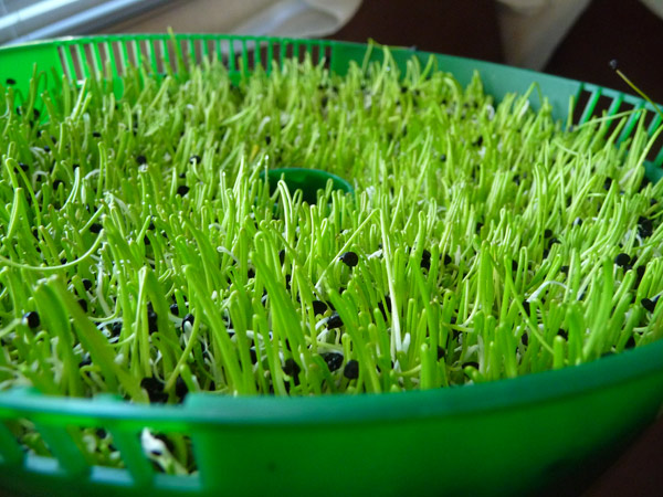 Sprouting Black Onion Seeds For Tasty Sprouts Onion Seeds For Tasty Sprouts