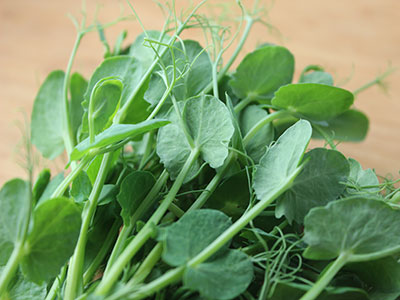 super-sprouts-pea-shoots-sprouts super-sprouts-pea-shoots-sprouts