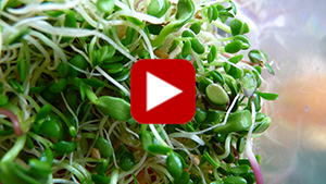 super-sprouts-vid