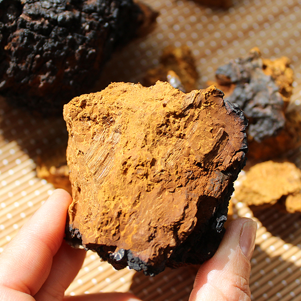 superfoods-for-wildfire-smoke-chaga