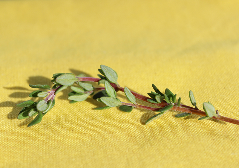 12 Things About Thyme Leaves and Their Unique Uses
