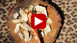 tongkat-ali-thiumbnail-video