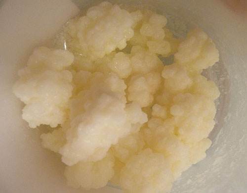 traditional-milk-kefir-grains traditional-milk-kefir-grains