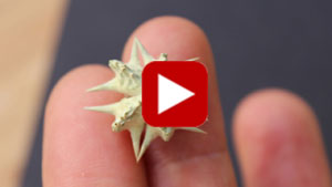 tribulus-terrestris-review-thumbnail