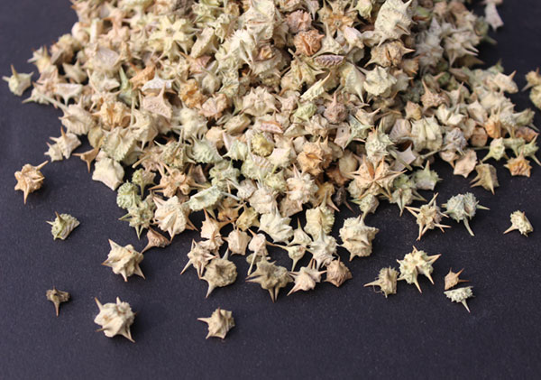 tribulus-terrestris-testosterone-review ayurvedic-herbs-tribulus