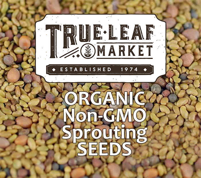 alfalfa-sprouts-nutrition-how-to-grow-your-own-high-quality-sprouts