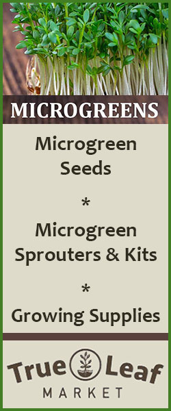 Growing Super Sprouts Types Of And Their Benefits True Leaf Market Microgreens 2