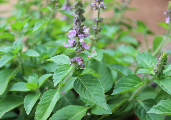 tulsi-tea-types-of-holy-basil tulsi-tea-types-of-holy-basil