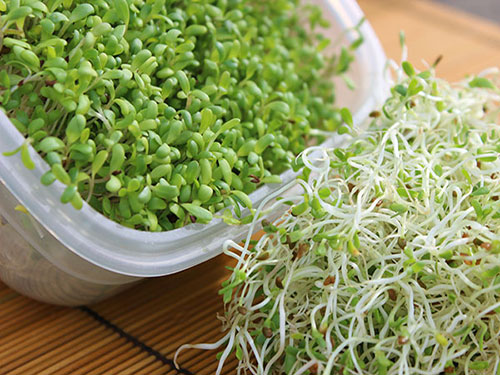 types-of-sprouts-alfalfa-sprouts types-of-sprouts-alfalfa-sprouts