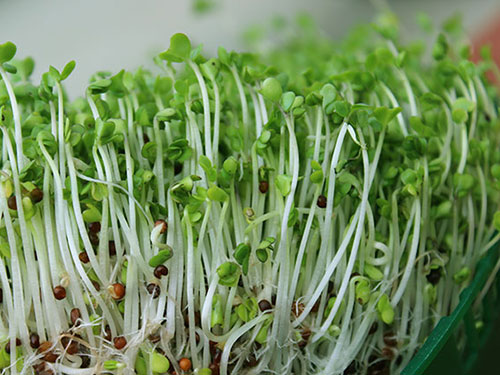 Alfalfa Seeds vs Garden Cress: What is the difference?