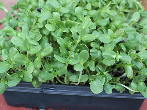 types-of-sprouts-sunflower-greens types-of-sprouts-sunflower-greens