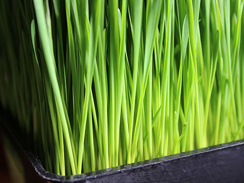 types-of-sprouts-wheatgrass types-of-sprouts-wheatgrass