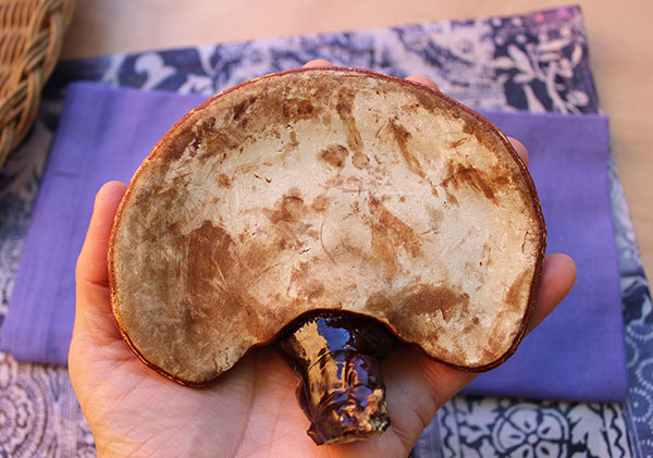 underside-ganoderma-lucidium underside-ganoderma-lucidium