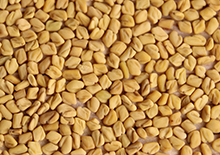 uses-of-fenugreek-related-pages