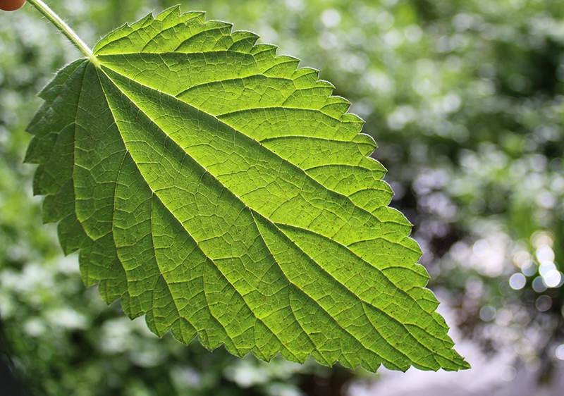 virtues-of-stinging-nettle virtues-of-stinging-nettle