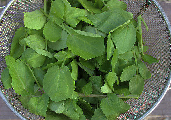 washed-and-strained-wild-watercress washed-and-strained-wild-watercress