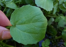 watercress-related-pages