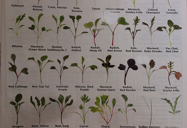 Microgreen Growing Chart