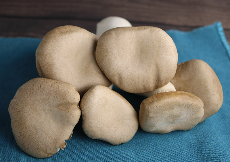 what-are-oyster-mushrooms what-are-oyster-mushrooms
