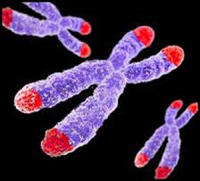 what causes aging telomeres what causes aging telomeres