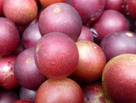 what-is-camu-camu-fruit what-is-camu-camu-fruit