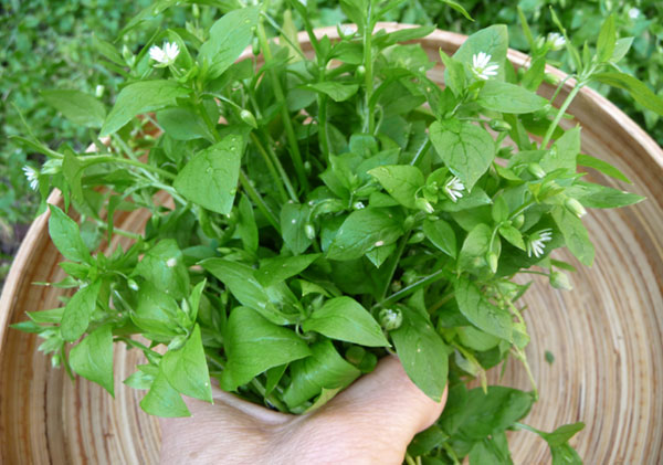 what-is-chickweed-harvesting what-is-chickweed-harvesting