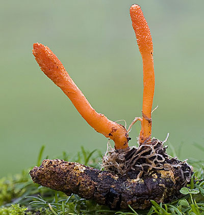 what-is-cordyceps-fungus