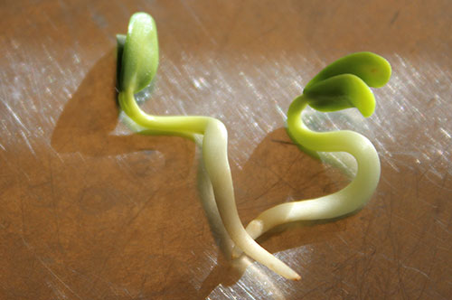 what-is-fenugreek-mature-sprouts what-is-fenugreek-mature-sprouts