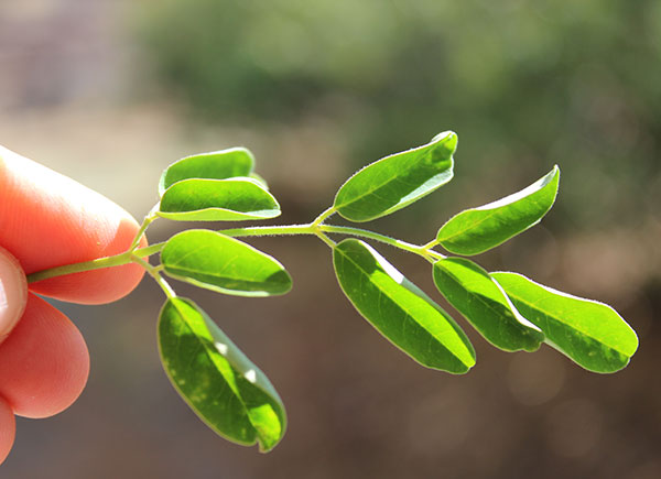 what-is-moringa-plant what-is-moringa-plant