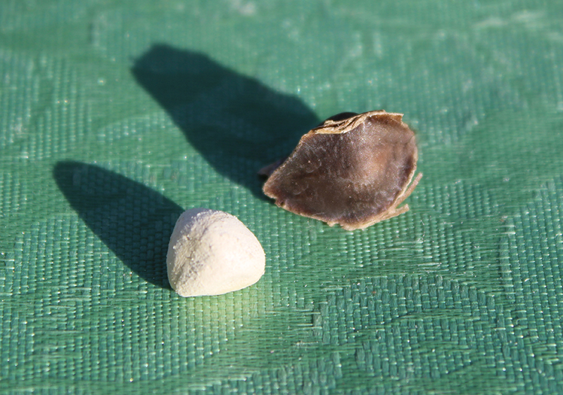 what-is-moringa-seed