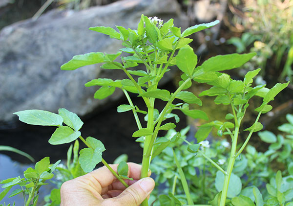 Watercress 101: What Is Cress? (+ Varieties!)