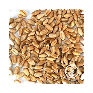 wheat-hard-seed-wheatgrass-kits