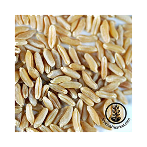 wheat-kamut-seed-wheatgrass-kits