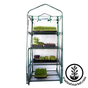 wheatgrass-shelving