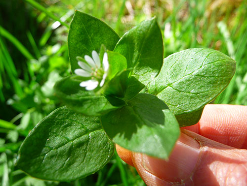 wild-chickweed-benefits-to-health wild-chickweed-benefits-to-health