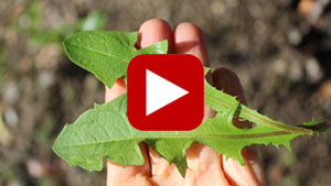 wild-dandelion-greens-thumbnail