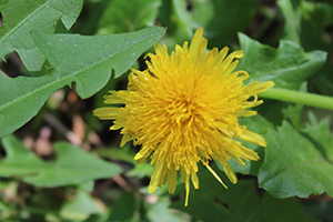 wild-edible-flowers-dandeliion wild-edible-flowers-dandeliion
