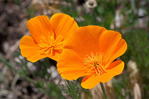 poppy flower poppy flower