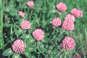 red-clover red-clover