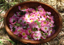 wild-edible-flowers-related-page