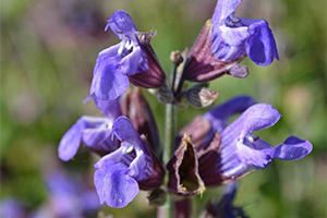 sage-flower sage-flower
