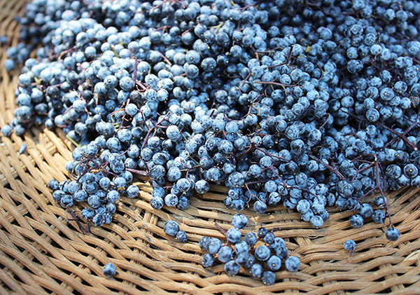 wild-edible-foods-blue-elderberries