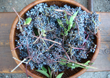 wild-edible-foods-related-page