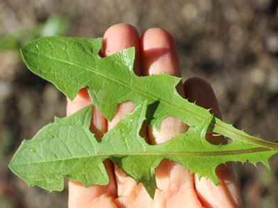 wild-edible-greens-dandelion wild-edible-greens-dandelion