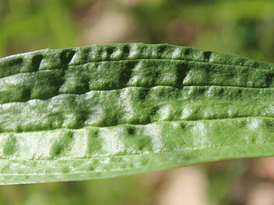 wild-edible-greens-plantain-leaf wild-edible-greens-plantain-leaf